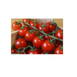 Rajčátka cherry keřík